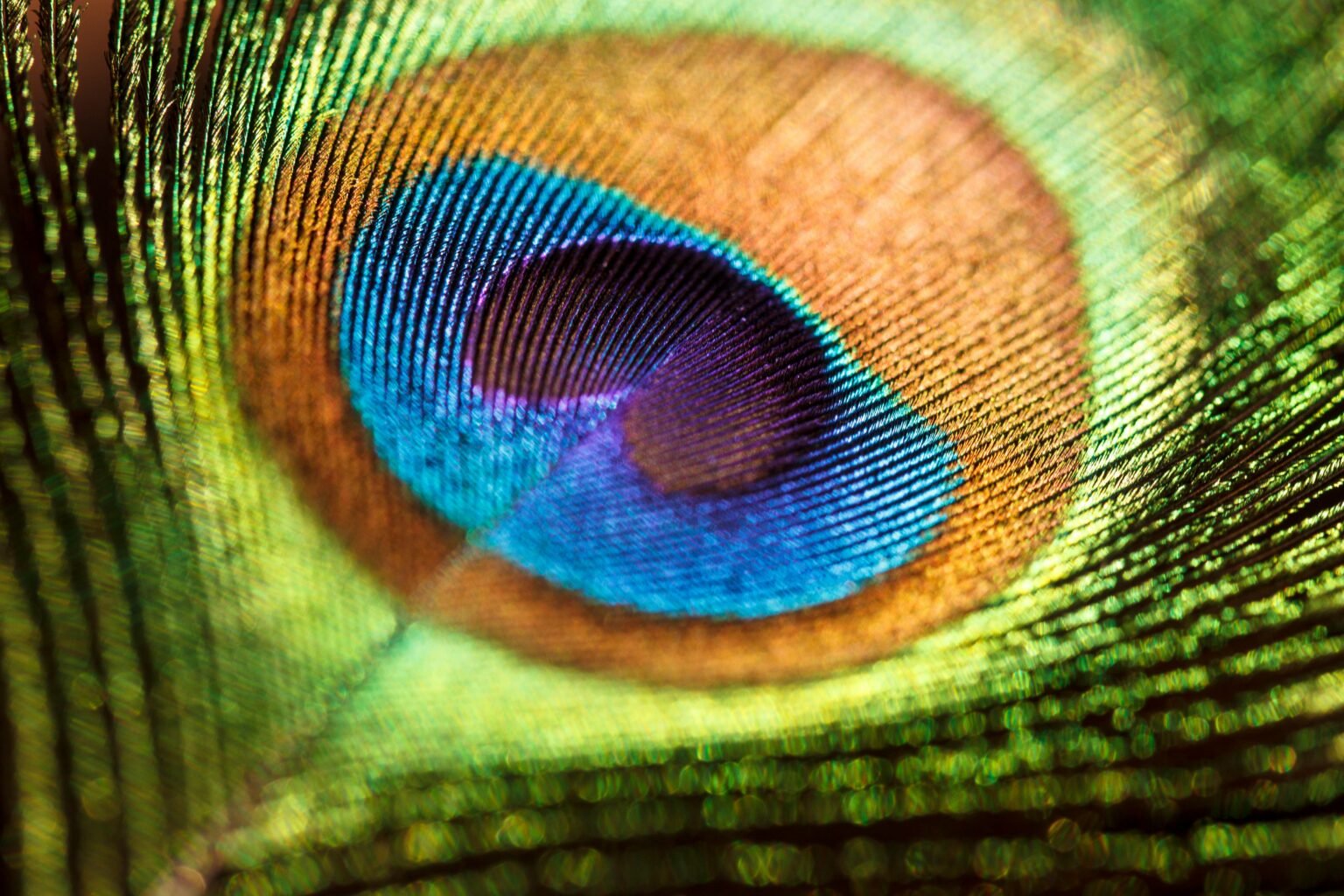 Peacock feather by Kade Jermark on Pexels
