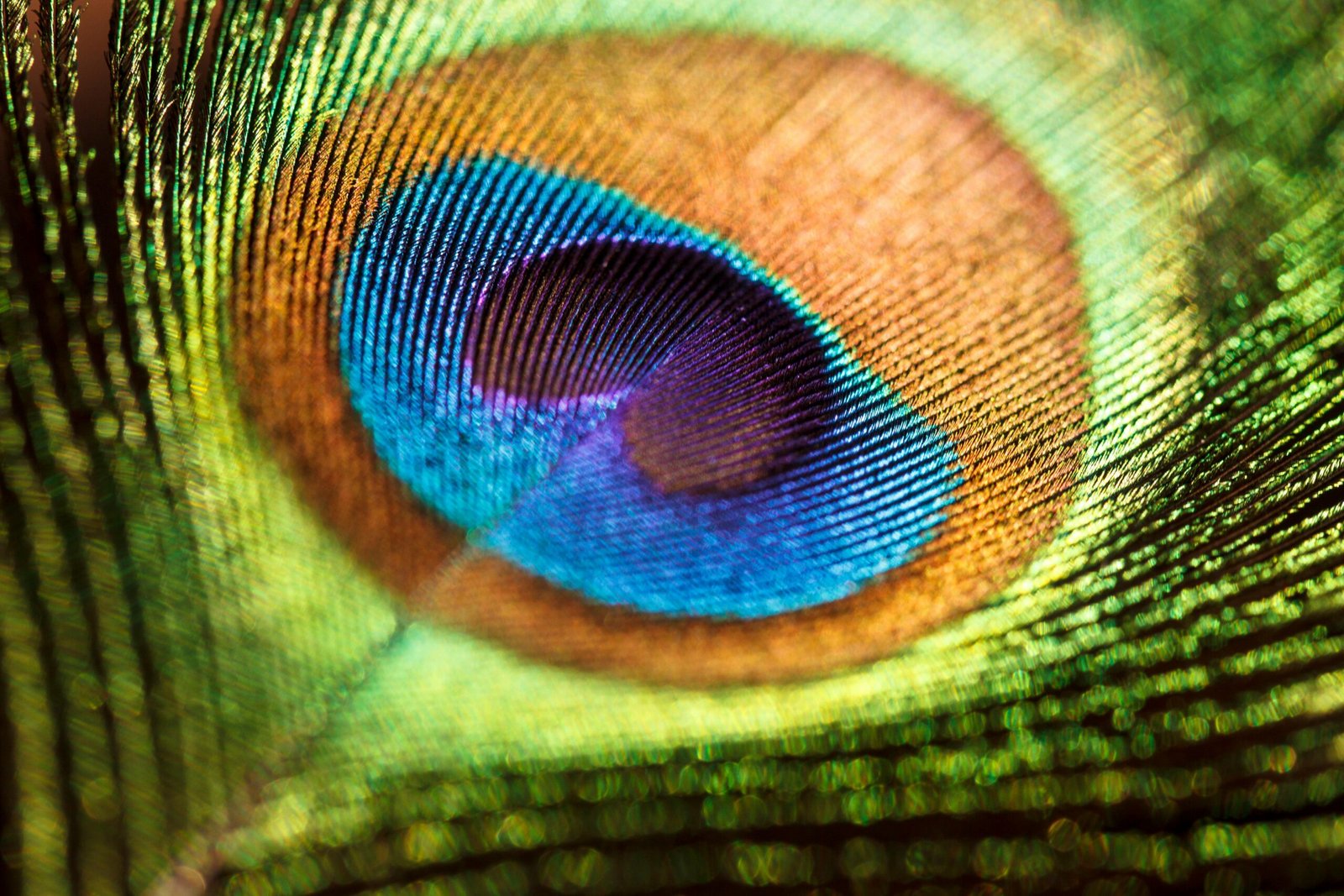 Peacock feather by Kade Jermark on Pexels